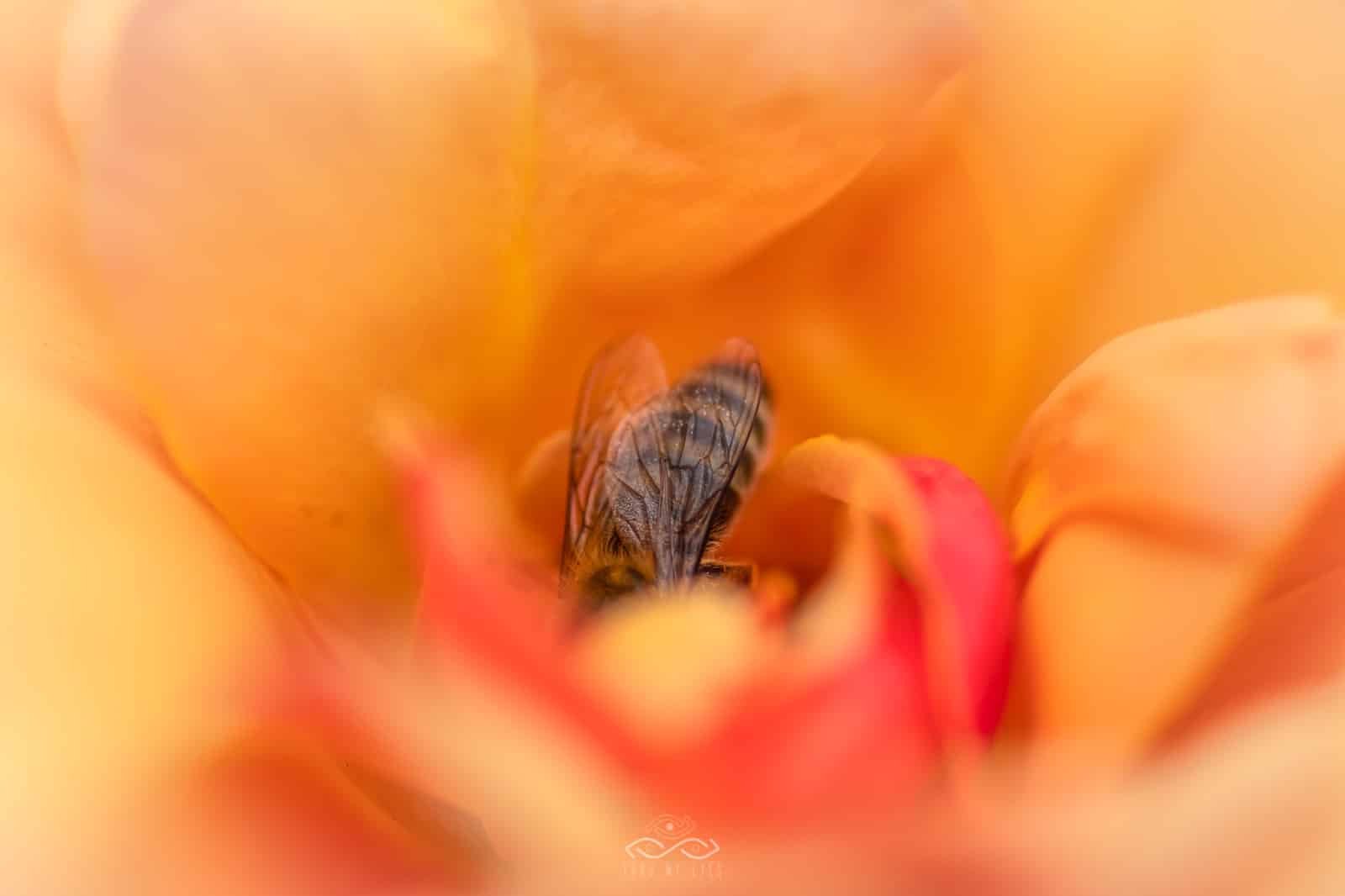 Bee Wild Rose Nature Macro