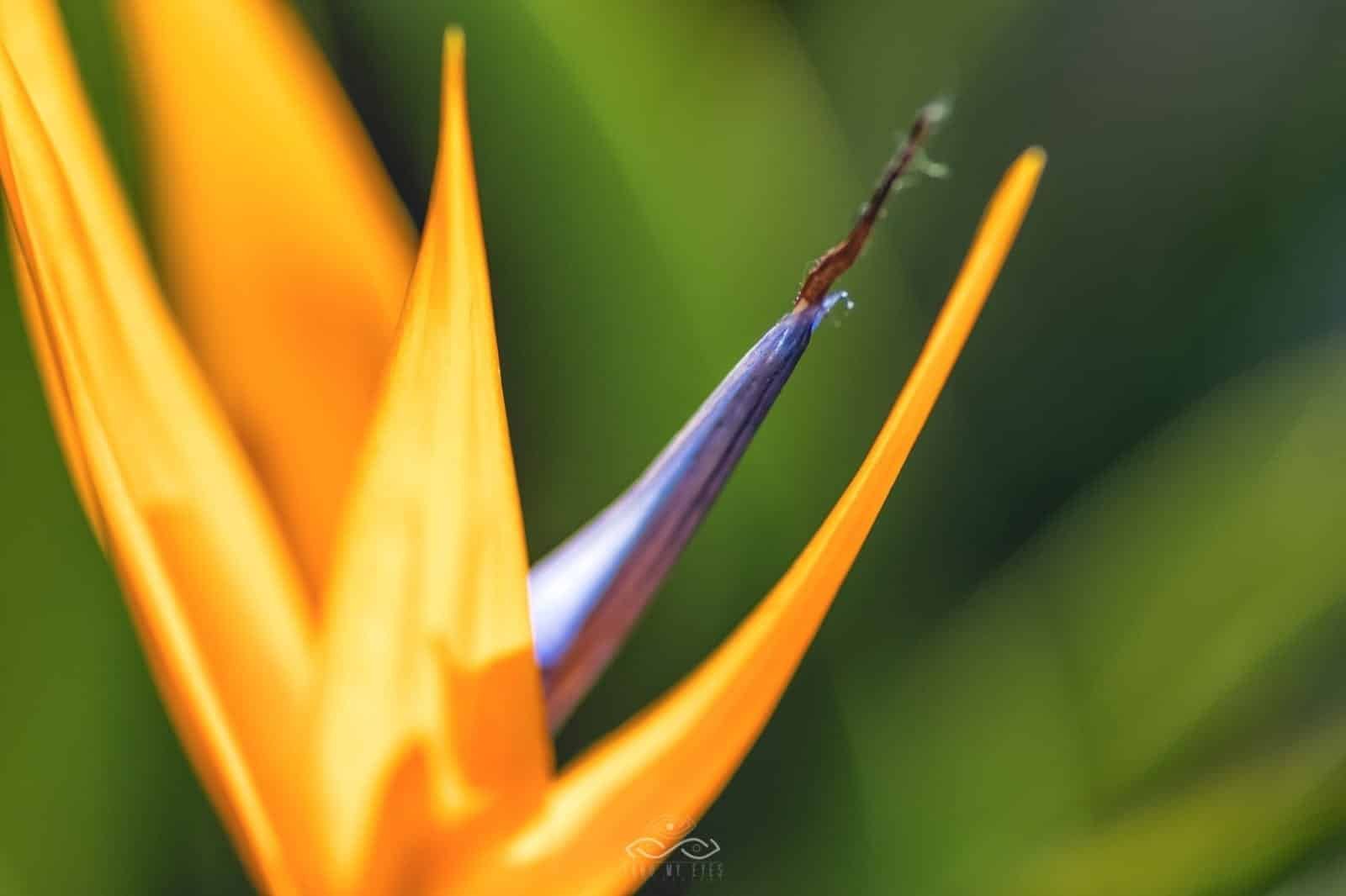 Bird Paradise Flower Nature Macro
