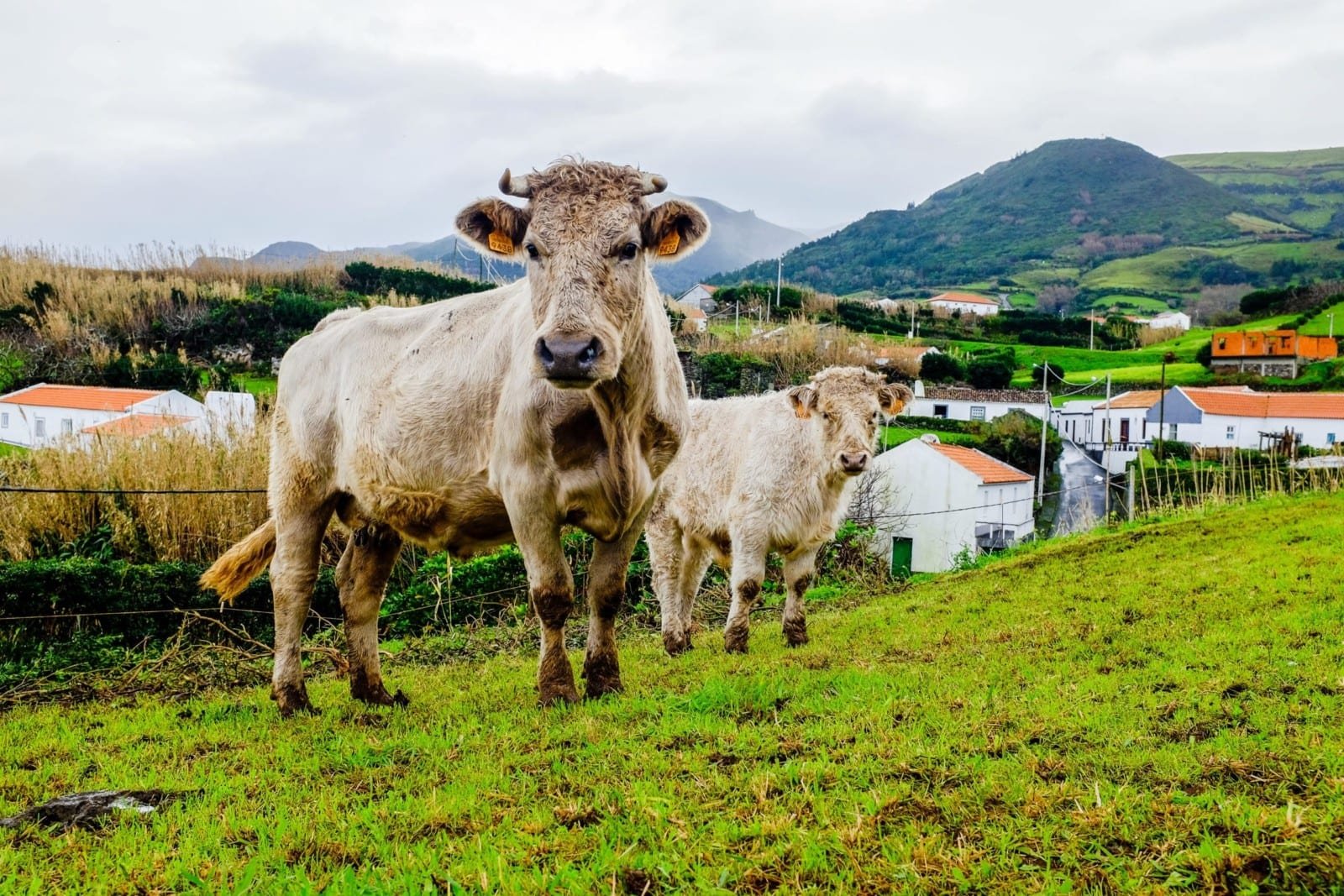 Cow Country Hills Nature
