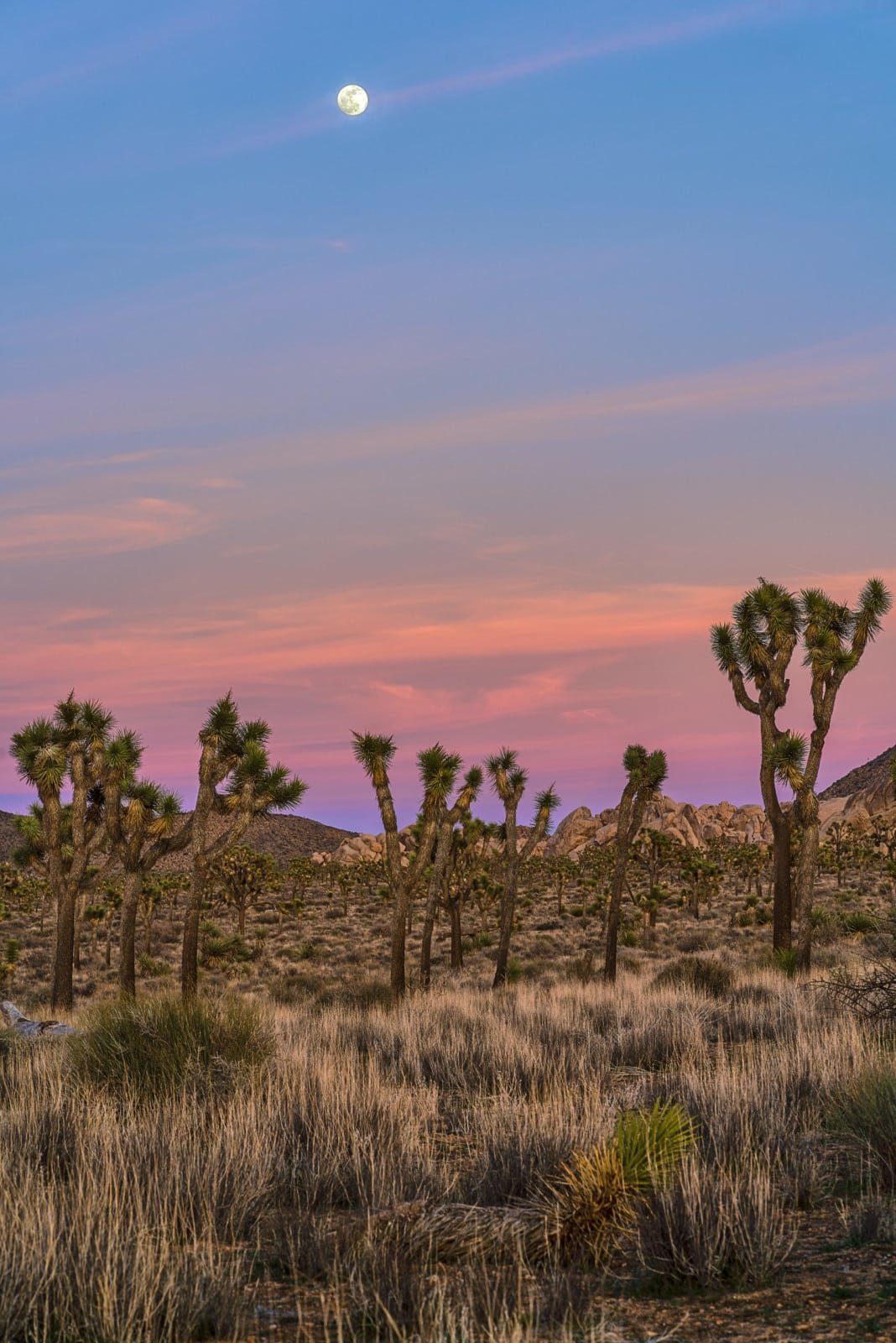 JoshuaTree Landscape Full Moon Sunset