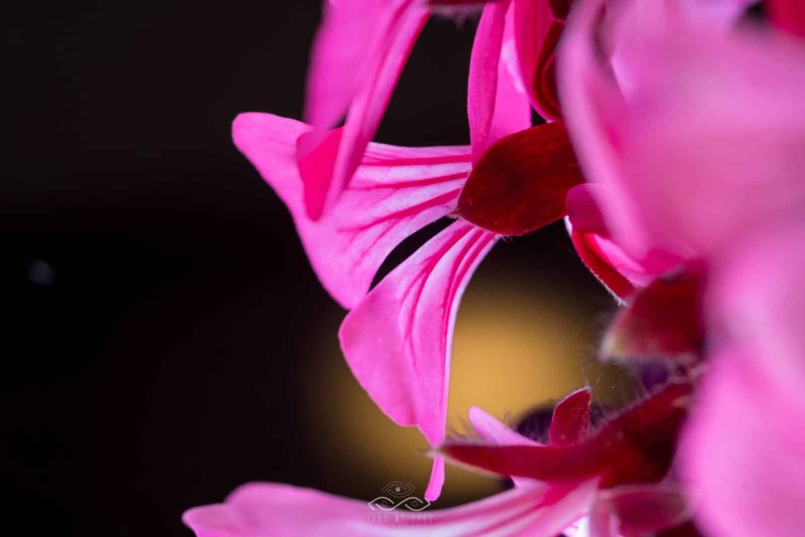 Pink Flower Backlight Nature Macro