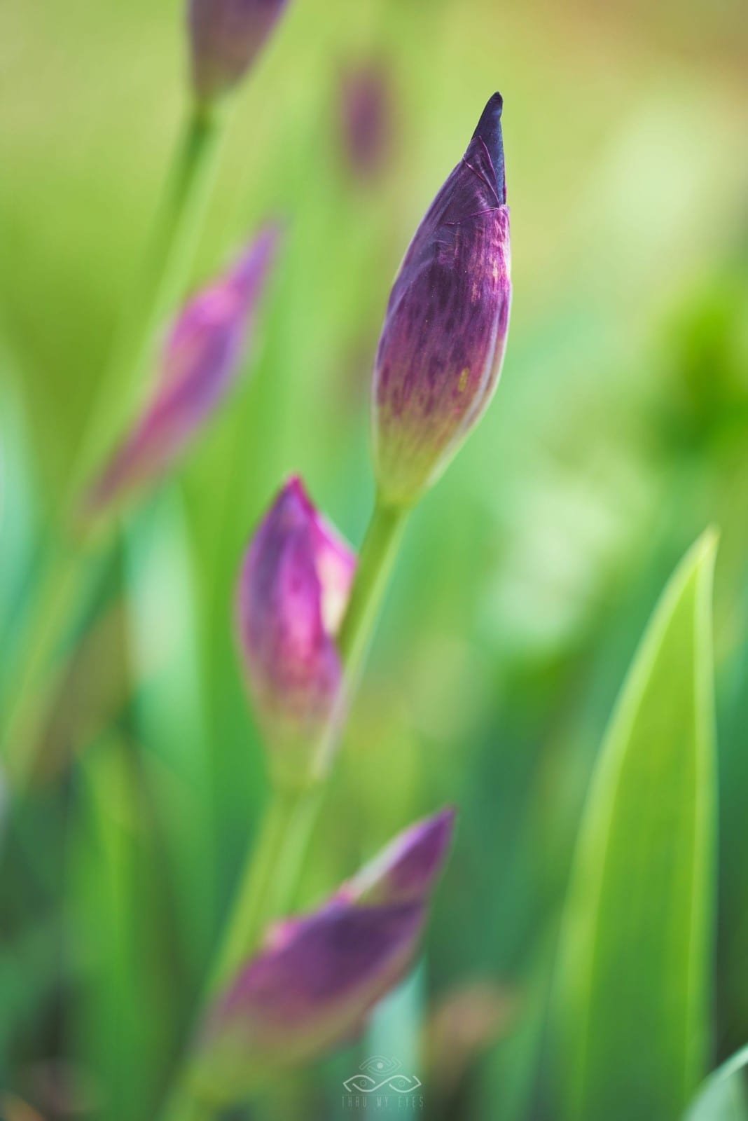 Prurple Iris Bud Nature Macro