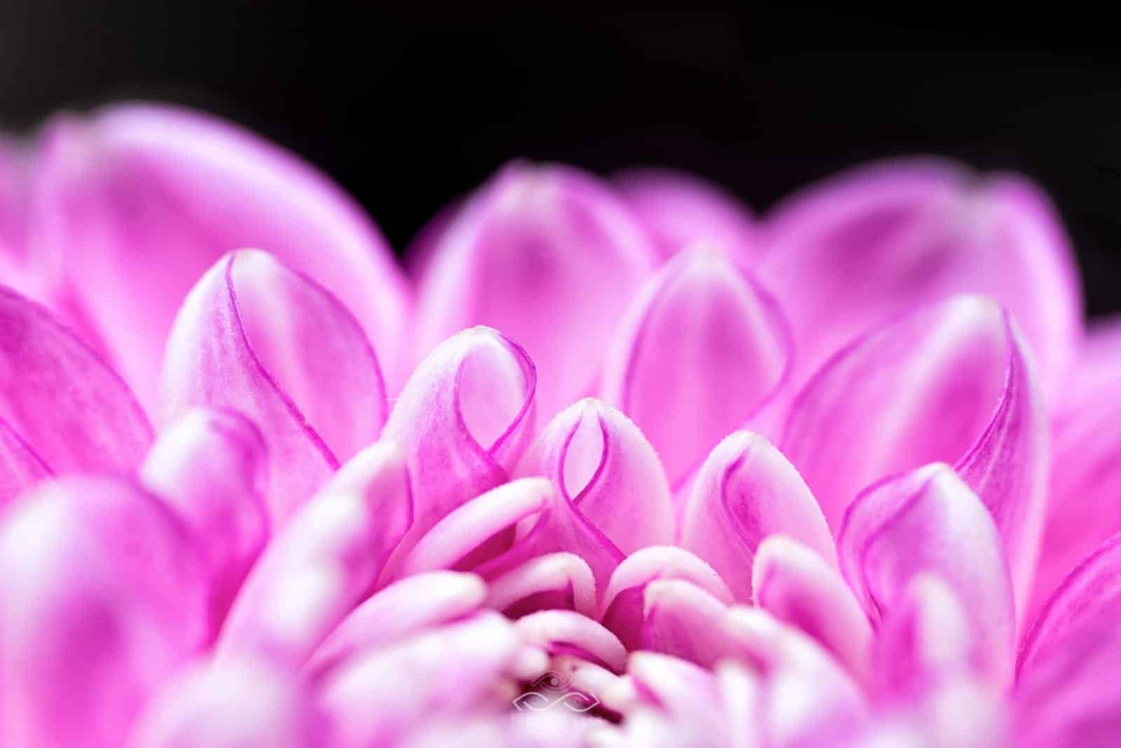Purple Dahlia Flower Nature Macro