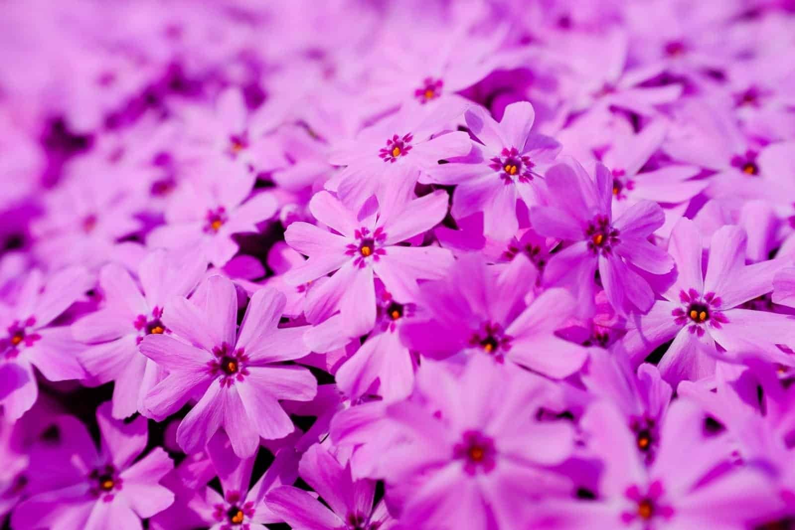 Purple Lavender Flower Wildflowers Nature