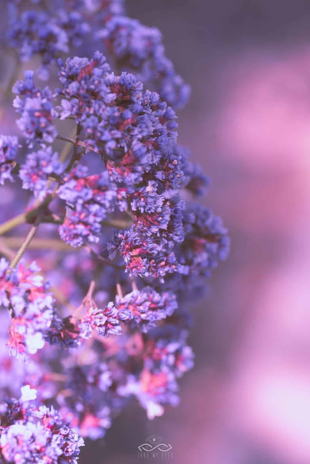 Purple Statice Wildflower Nature Macro