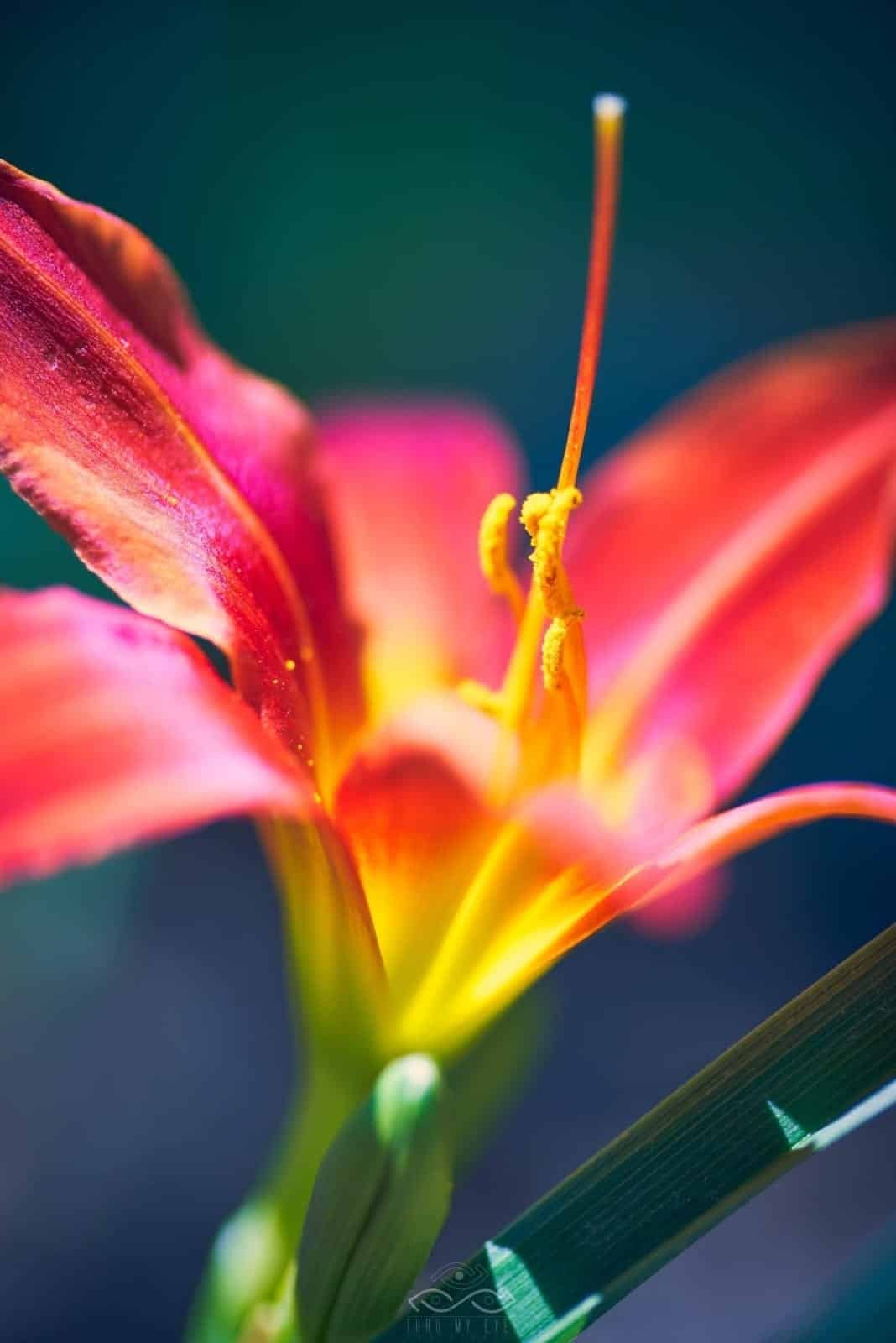 Red Lily Wildflower Nature Macro