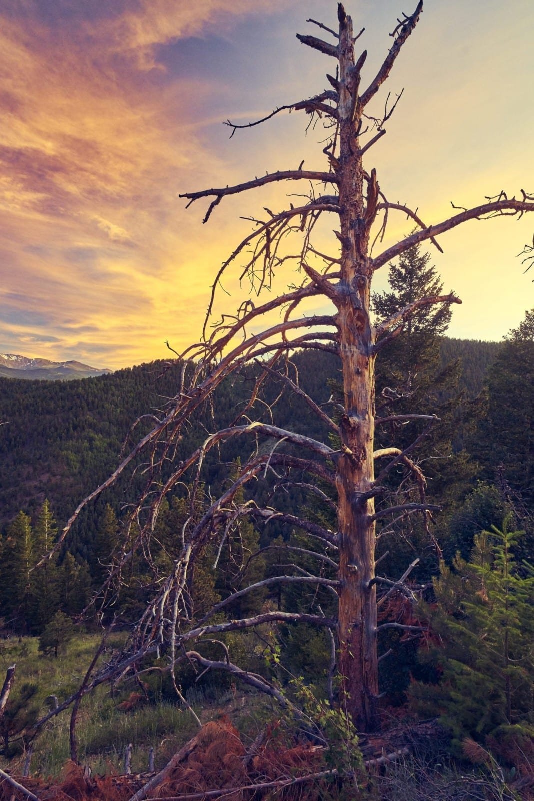 Sunset Tree Mountains Redwood Nature
