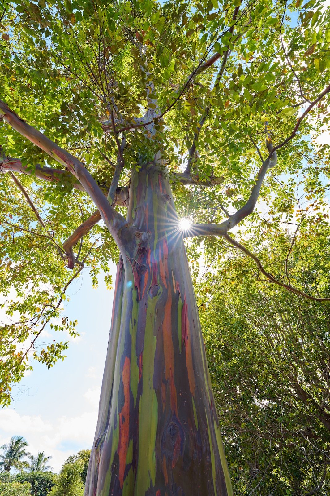 Rainbow Eucalyptus Tree Nature Landscape Photography Sarasota Florida
